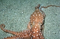 14 Octopus macropus-3